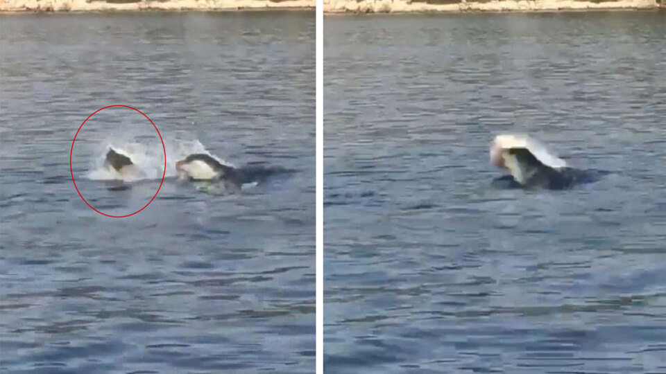 Akdeniz fokundan ibretlik 'çöp tepkisi'