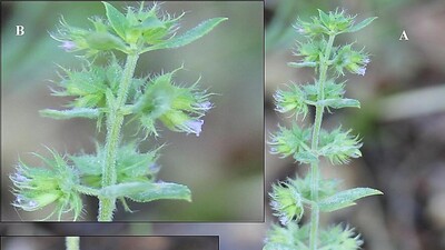 Türkiye'de 150 yıldır görülemeyen bitki türü bulundu