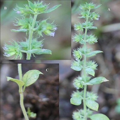 Türkiye'de 150 yıldır görülemeyen bitki türü bulundu