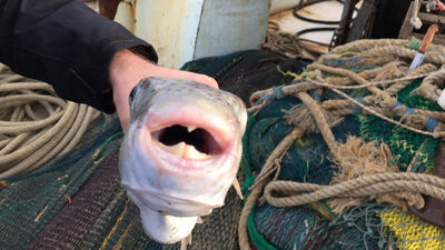 Bilim insanı uyardı! Japonlar yiyor diye sakın yemeyin!