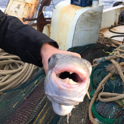 Bilim insanı uyardı! Japonlar yiyor diye sakın yemeyin!