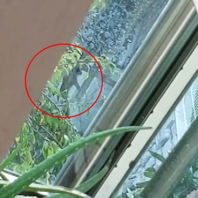 Sahiplendikleri köpeklere işkence ettiler!