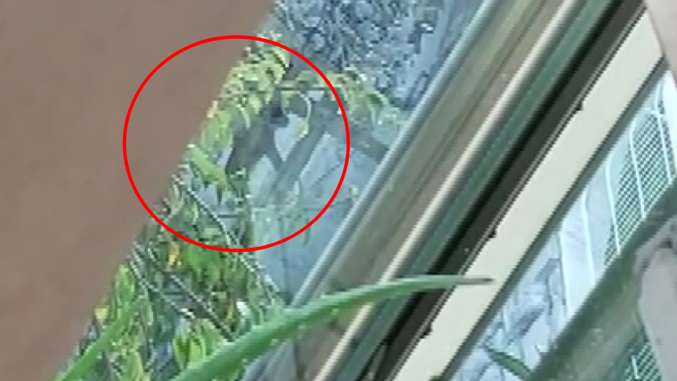 Sahiplendikleri köpeklere işkence ettiler!