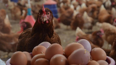 Tavuk eti üretimi Ağustos'ta azaldı