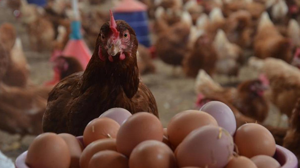 Tavuk eti üretimi Ağustos'ta azaldı