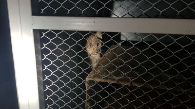 Erzincan'da parkta kovalamacayla yakalandı