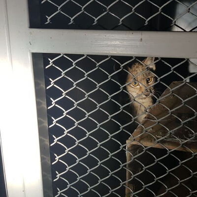 Erzincan'da parkta kovalamacayla yakalandı