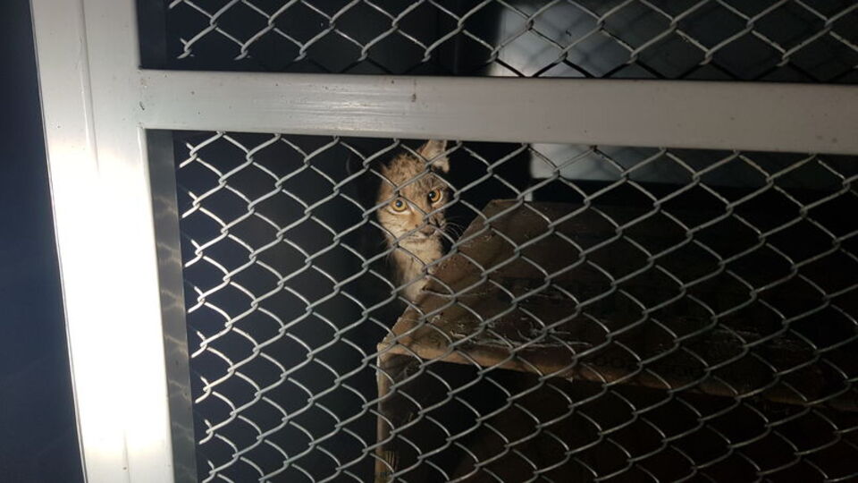 Erzincan'da parkta kovalamacayla yakalandı