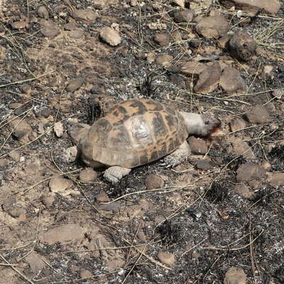 Hatay'da yürek burkan görüntüler!