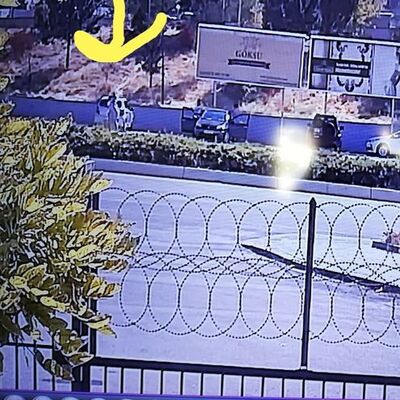 'Altın çocukları' şifreleri ele verdi!