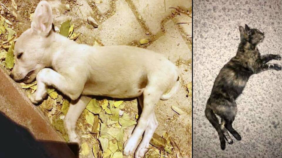 Korkunç iddiaya suç duyurusu!