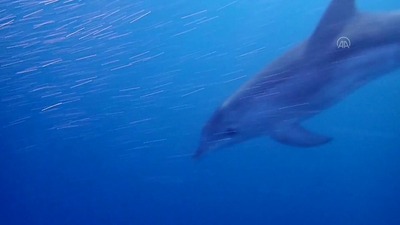 Dalgıçlara yunus sürüsü eşlik etti