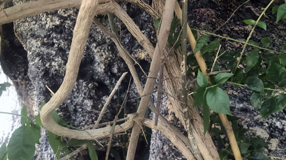 Dalların arasına gizleniyor! Fark edebildiniz mi?