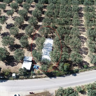 Üzeri branda ile kapatıldı... Zeytinlik alanda tespit edildi