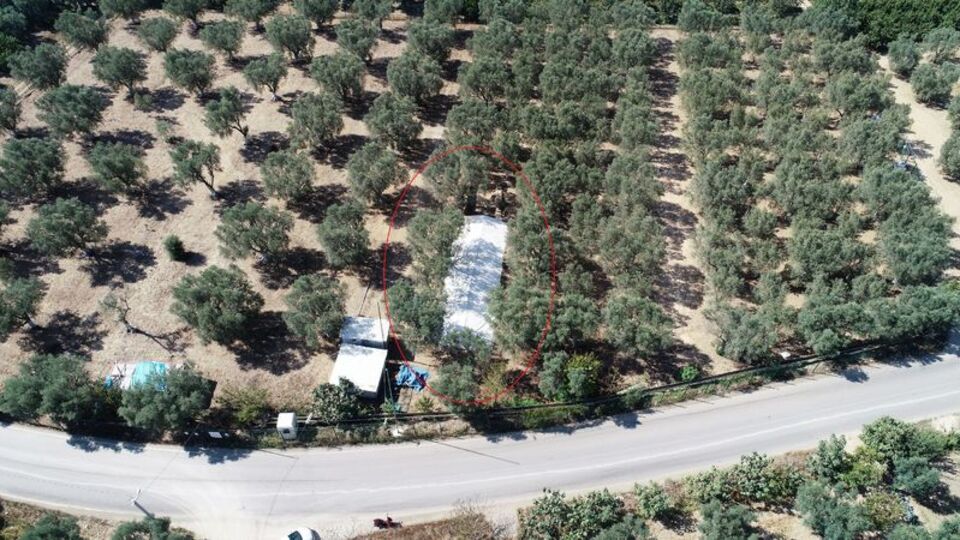 Üzeri branda ile kapatıldı... Zeytinlik alanda tespit edildi