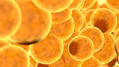 Adipositin görevleri ve çeşitleri