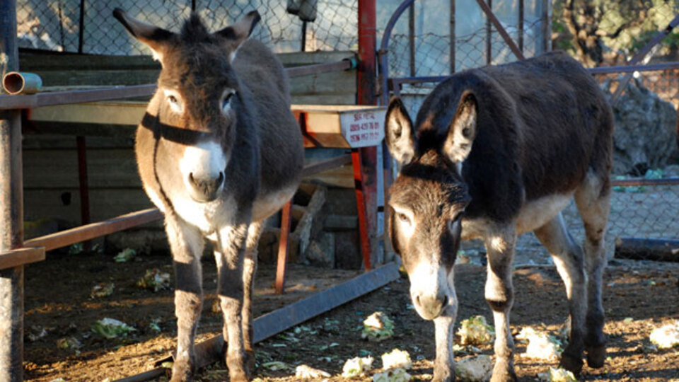 Eşek sütü içilir mi?