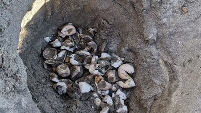 Heyecanlandıran olay! Marmara'da tespit edildi...