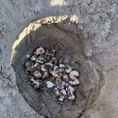 Heyecanlandıran olay! Marmara'da tespit edildi...