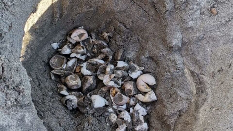 Heyecanlandıran olay! Marmara'da tespit edildi...