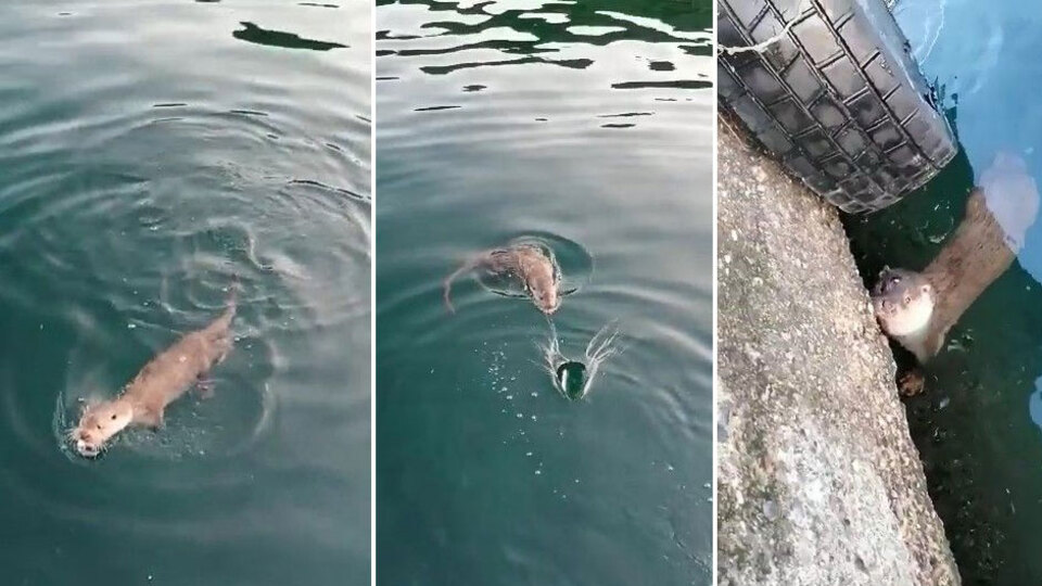 'Gel pisi pisi' diye çağırıp elleriyle besledi