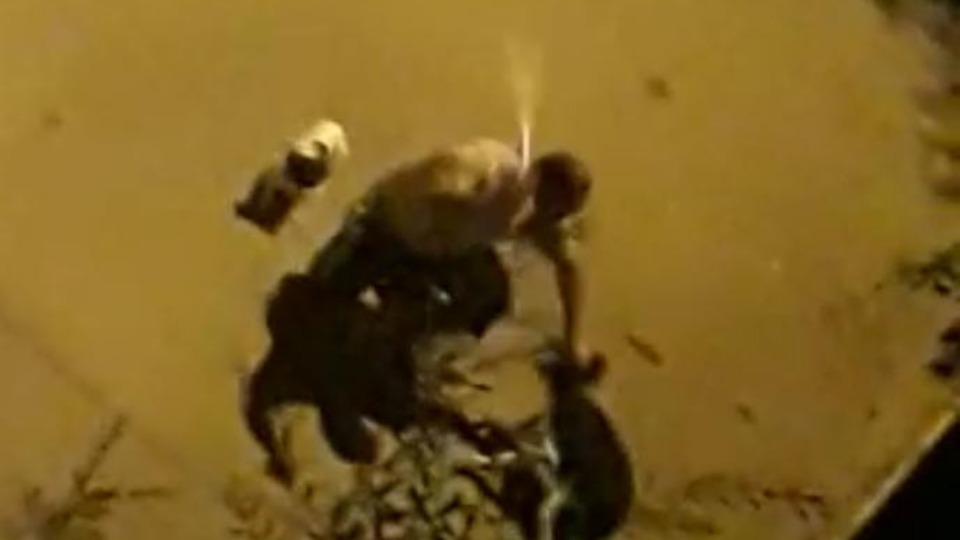 Resmen vahşet! Sopayla iki köpeğe...