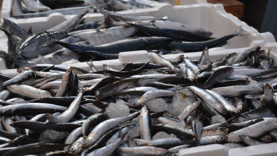 Palamuttan sonra hamsi göründü!