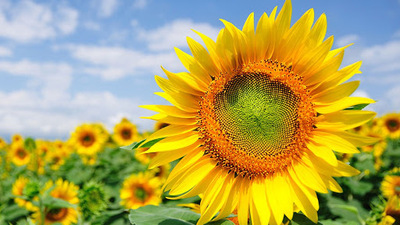 Ayçiçeğinin ve ay çekirdeğinin mucizevi yararları