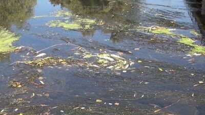 Türkiye'nin en uzun nehri alarm veriyor!