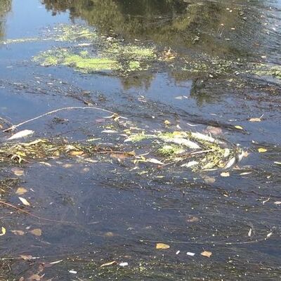 Türkiye'nin en uzun nehri alarm veriyor!