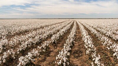 HEKTAŞ'tan tohum ıslahı projesi