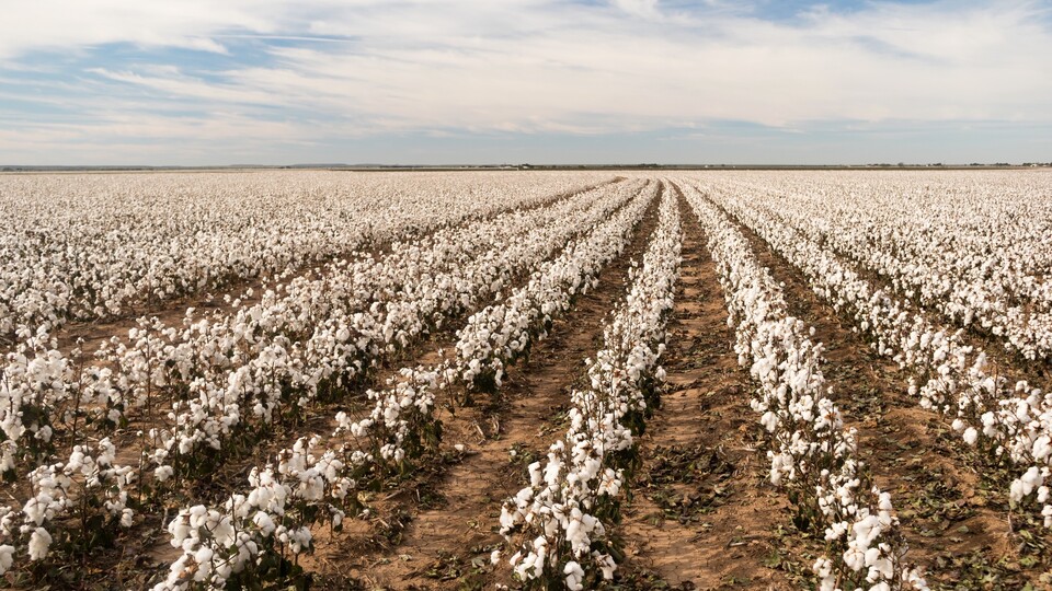 HEKTAŞ'tan tohum ıslahı projesi