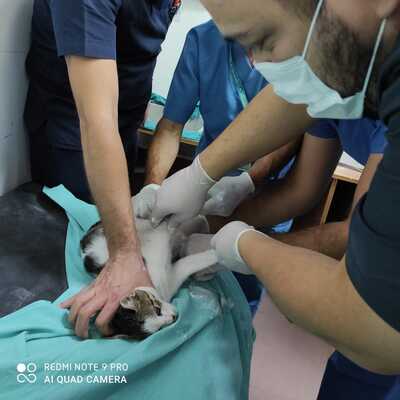 Bacağı kırık kedi acil servise girdi