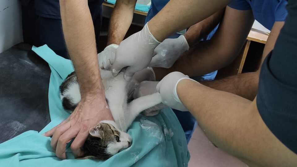 Bacağı kırık kedi acil servise girdi