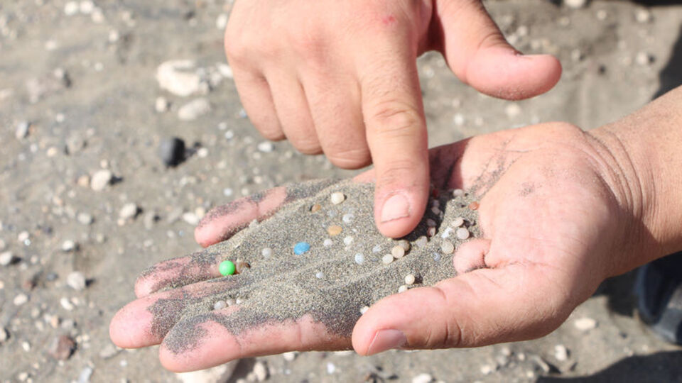 Sahile ulaştı! Bir avuç kumda 200 tane