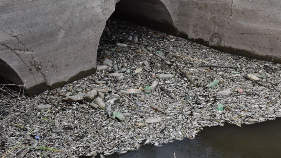 Korkuttu! İnceleme başlatıldı