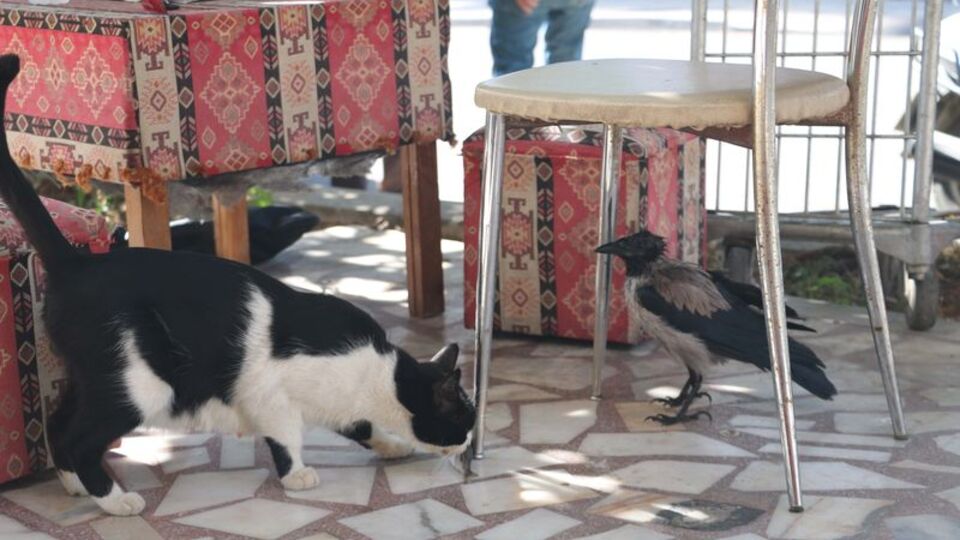 Görenler şaştı kaldı... Kedi gibi ses çıkarıyor!