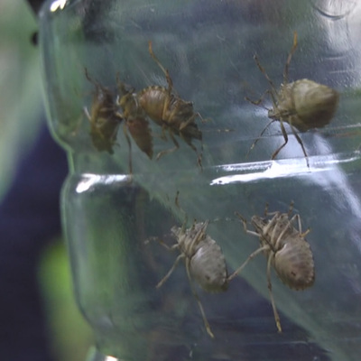 İstanbul'un o ilçesini sardı! Korkutan istila!