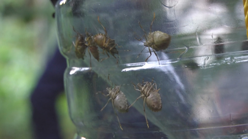 İstanbul'un o ilçesini sardı! Korkutan istila!