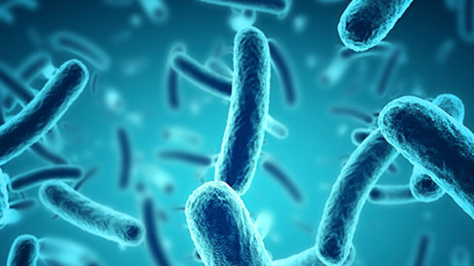 Bongkrek asidi nedir?