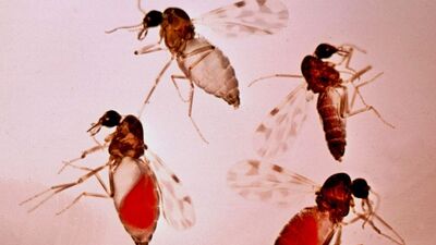 'Kör eden' sinek uyarısı!