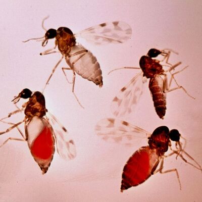 'Kör eden' sinek uyarısı!