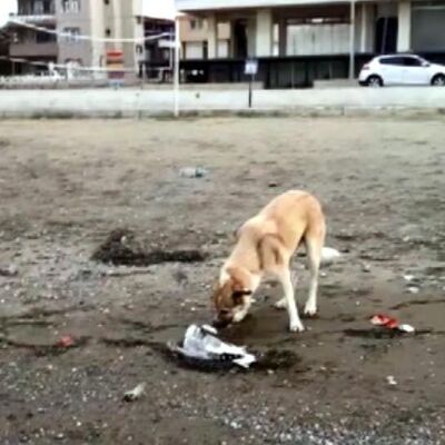 Sokak köpeğinden insanlara 'vicdan' dersi!