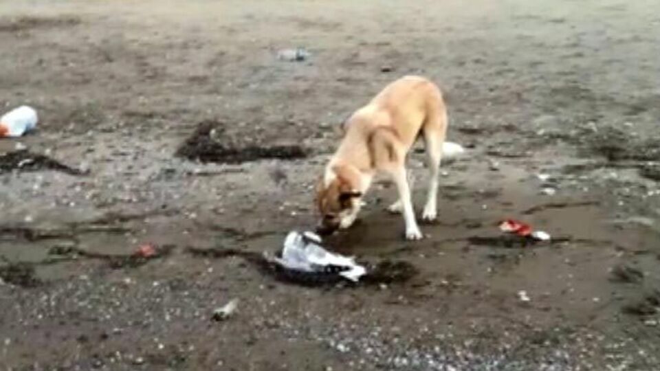 Sokak köpeğinden insanlara 'vicdan' dersi!
