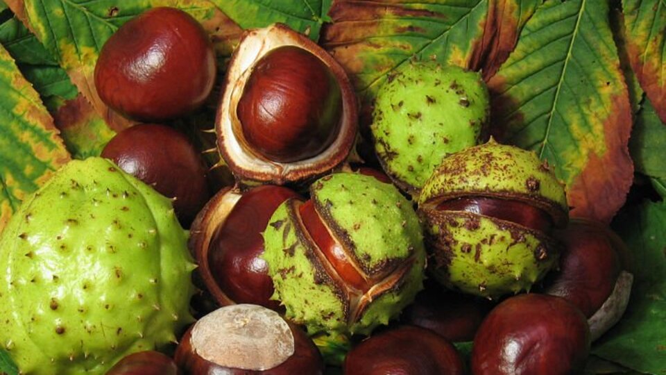 At kestanesi kreminin mucizevi yararları