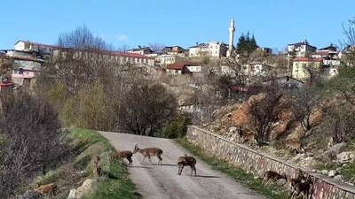 Tunceli'de bir köy karantinaya alındı