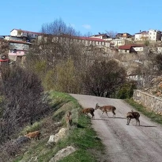 Tunceli'de bir köy karantinaya alındı