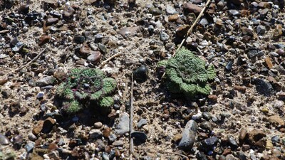 Dünyada sadece Salda Gölü'nde var!