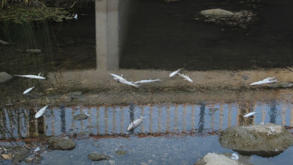 Turizm merkezinde balık ölümleri endişelendirdi