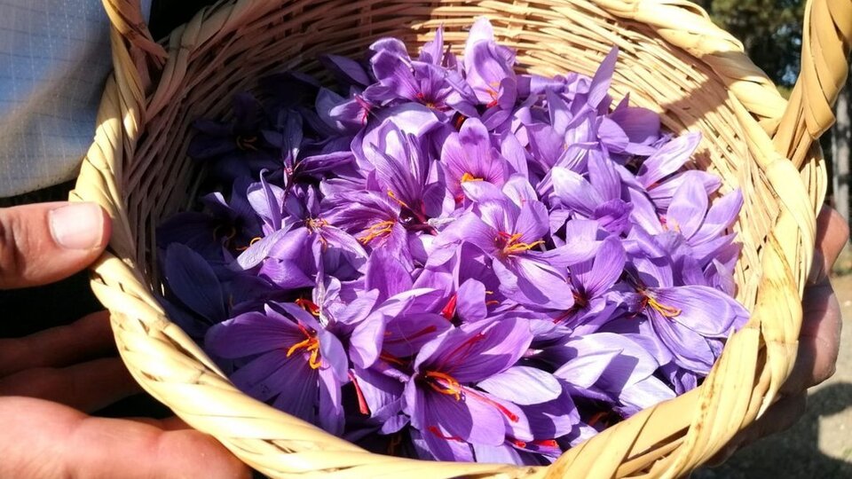 Safranın kilosu ne kadar?